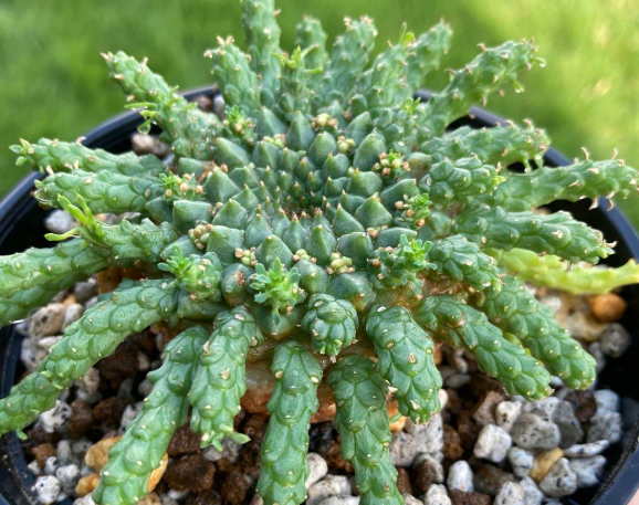 Euphorbia Gorgonis 10 Pieces Seeds