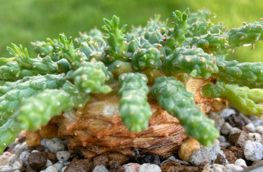 Euphorbia Gorgonis 10 Pieces Seeds