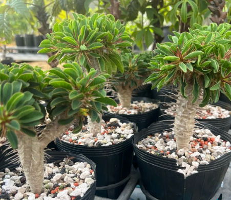 Euphorbia guillauminiana 7 Pieces Seeds