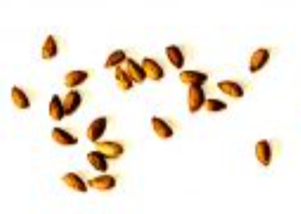 Euphorbia gymnocalycioides 12 Pieces Seeds