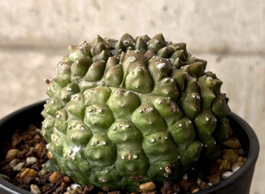 Euphorbia gymnocalycioides 12 Pieces Seeds
