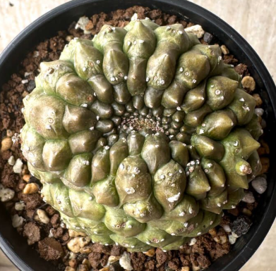 Euphorbia gymnocalycioides 12 Pieces Seeds