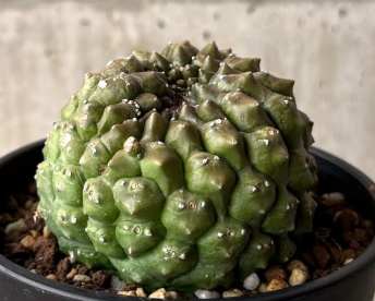 Euphorbia gymnocalycioides 12 Pieces Seeds