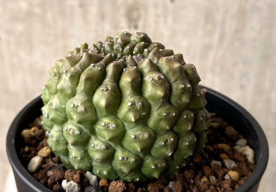Euphorbia gymnocalycioides 12 Pieces Seeds
