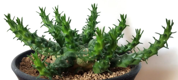 Euphorbia horwoodii 10 Pieces Seeds