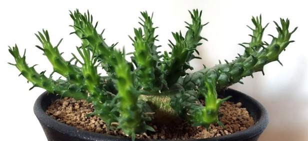 Euphorbia horwoodii 10 Pieces Seeds