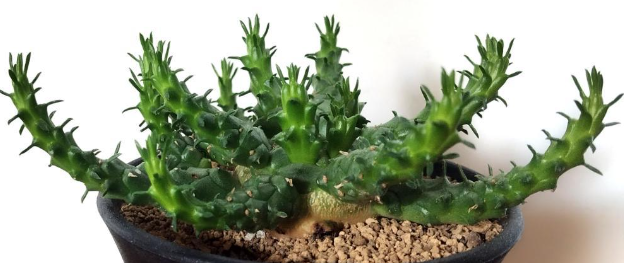 Euphorbia horwoodii 10 Pieces Seeds
