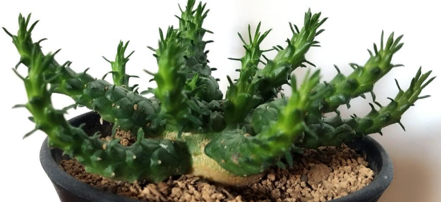Euphorbia horwoodii 10 Pieces Seeds