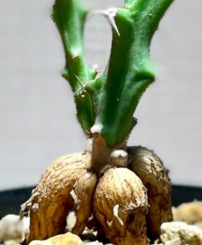 Euphorbia knuthii 10 Pieces Seeds
