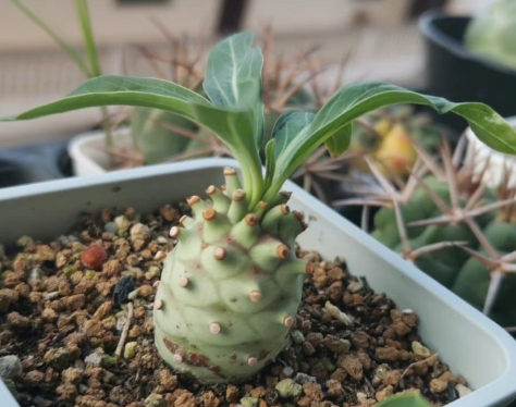 Euphorbia longetuberculosa 7 Pieces Seeds
