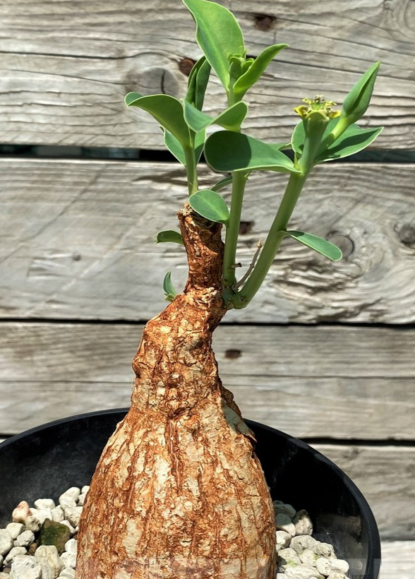 Euphorbia maritae 10 Pieces Seeds