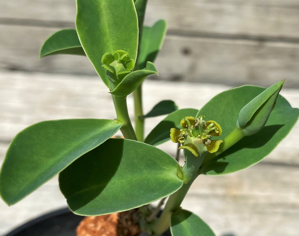 Euphorbia maritae 10 Pieces Seeds