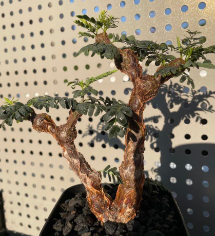 Euphorbia meridionalis 8 Pieces Seeds