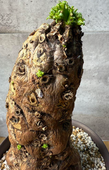 Euphorbia mlanjeana 10 Pieces Seeds