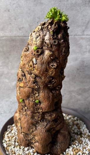 Euphorbia mlanjeana 10 Pieces Seeds