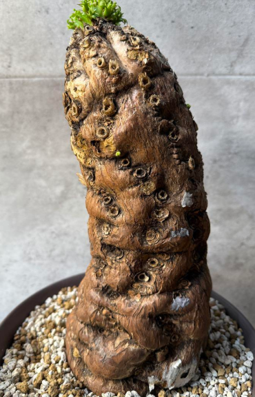 Euphorbia mlanjeana 10 Pieces Seeds