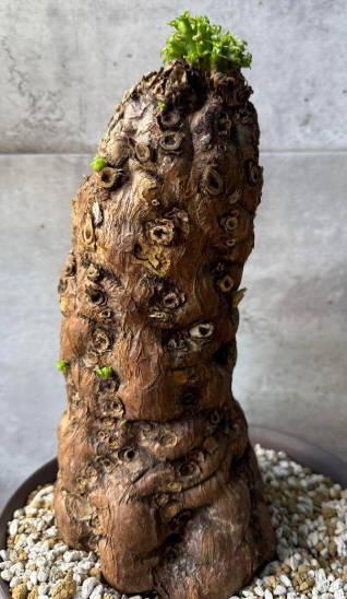 Euphorbia mlanjeana 10 Pieces Seeds