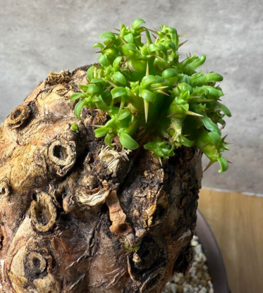 Euphorbia mlanjeana 10 Pieces Seeds