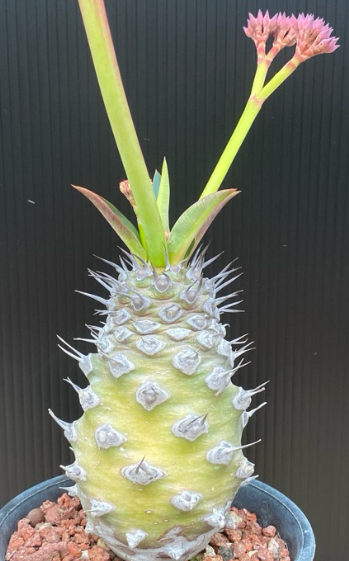 Euphorbia pachypodioides 6 Pieces Seeds