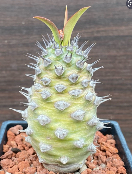 Euphorbia pachypodioides 6 Pieces Seeds