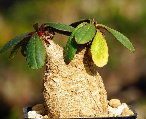 Euphorbia primulifolia 3 Pieces Seeds