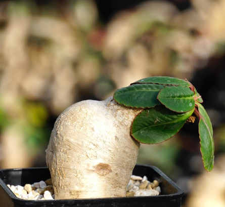 Euphorbia primulifolia 3 Pieces Seeds