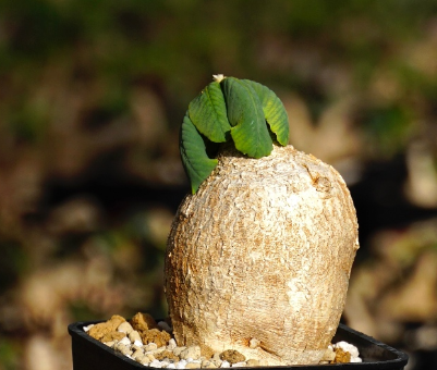 Euphorbia primulifolia 3 Pieces Seeds
