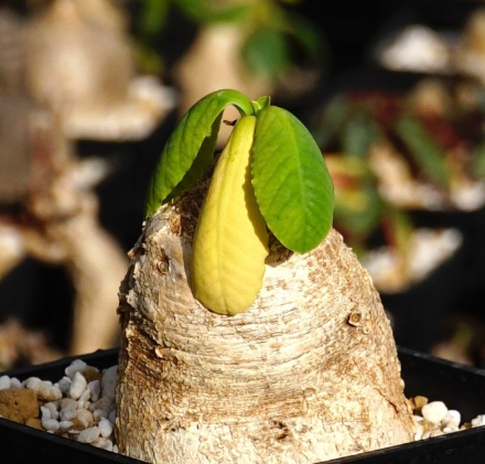 Euphorbia primulifolia 3 Pieces Seeds