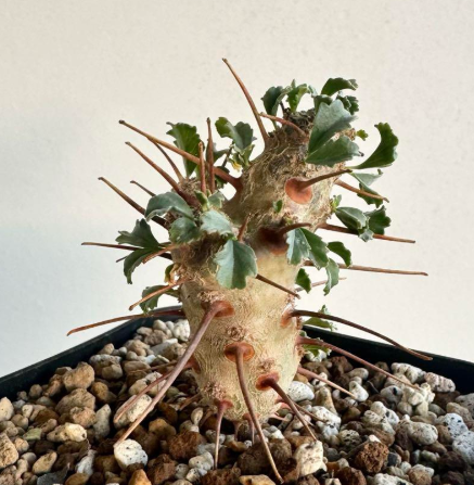 Monsonia crassicaulis 4 Pieces Seeds