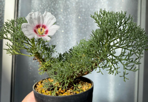Monsonia multifida 4 Pieces Seeds