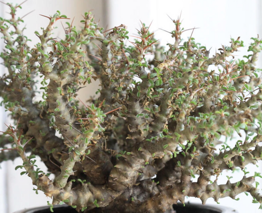 Monsonia spinosa 3 Pieces Seeds