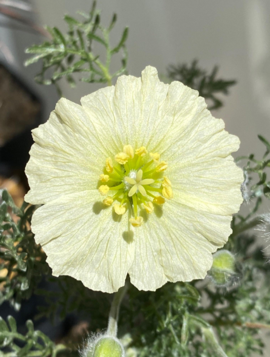 Monsonia herrei 3 Pieces Seeds