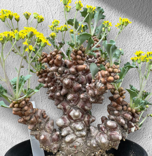 Othonna herrei 10 Pieces Seeds