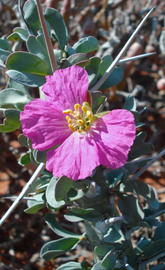 Monsonia lavrani 3 Pieces Seeds