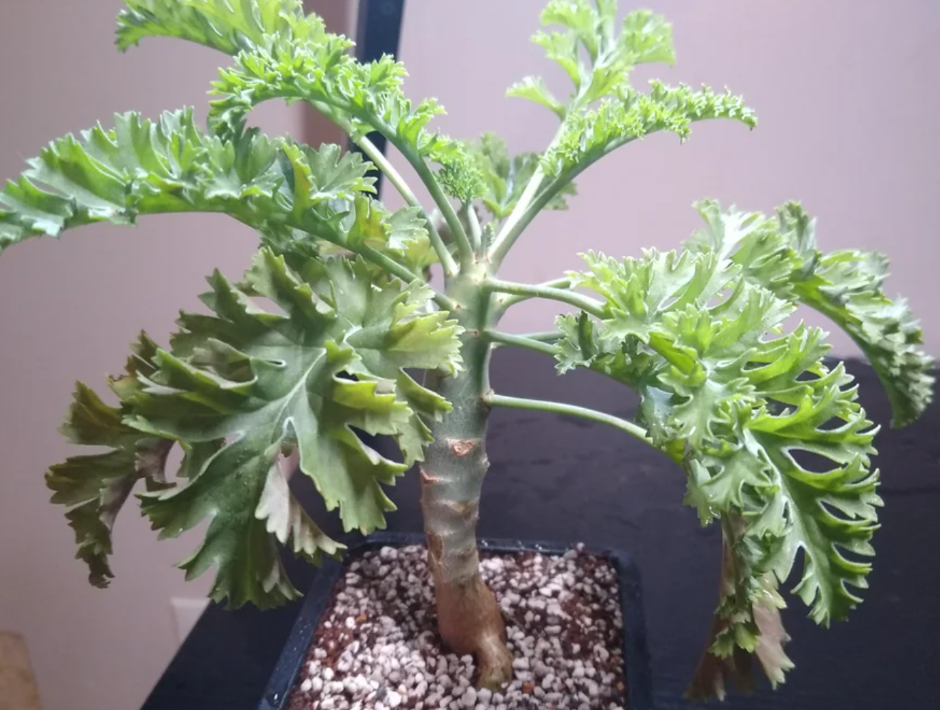 Pelargonium aciculatum 3 Pieces Seeds