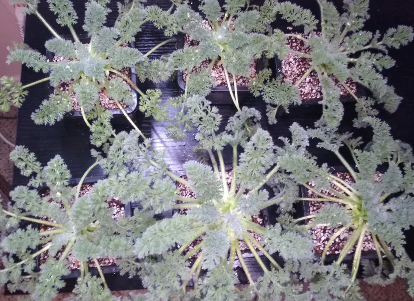 Pelargonium aciculatum 3 Pieces Seeds