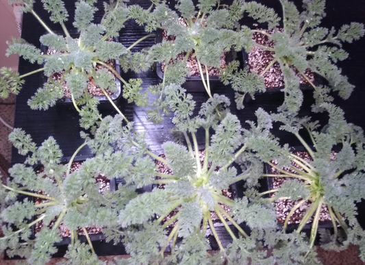 Pelargonium aciculatum 3 Pieces Seeds