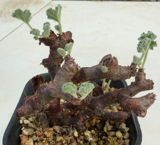 Pelargonium mirabile 3 Pieces Seeds