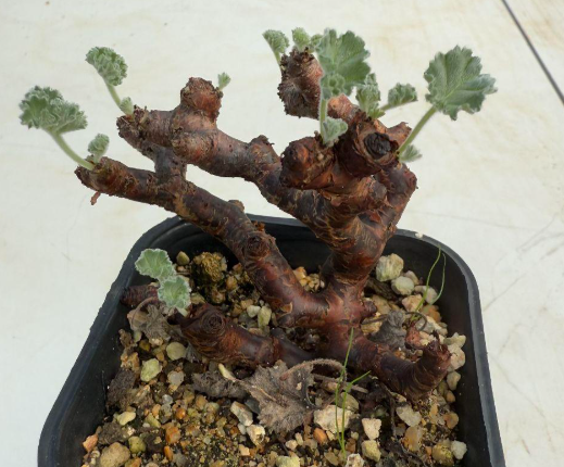 Pelargonium mirabile 3 Pieces Seeds