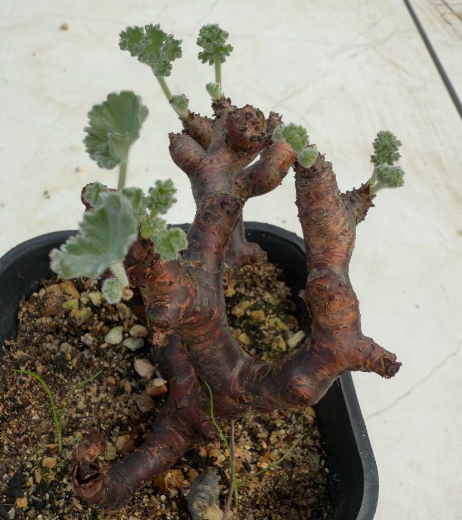Pelargonium mirabile 3 Pieces Seeds