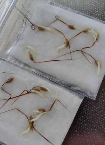 Pelargonium mirabile 3 Pieces Seeds