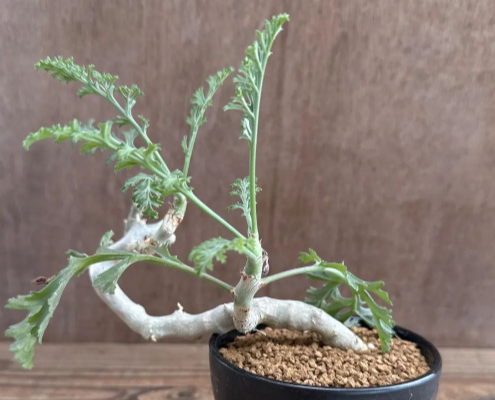 Pelargonium carnosum 3 Pieces Seeds