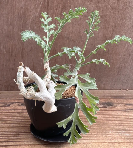 Pelargonium carnosum 3 Pieces Seeds