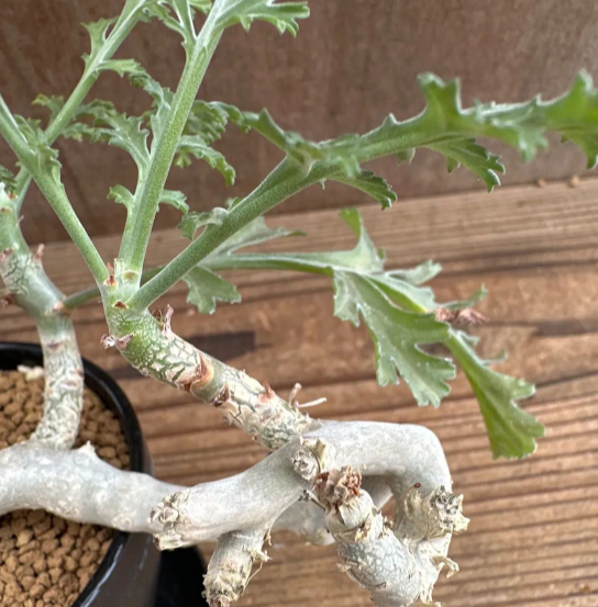 Pelargonium carnosum 3 Pieces Seeds