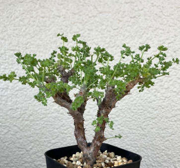 Pelargonium alternans 3 Pieces Seeds