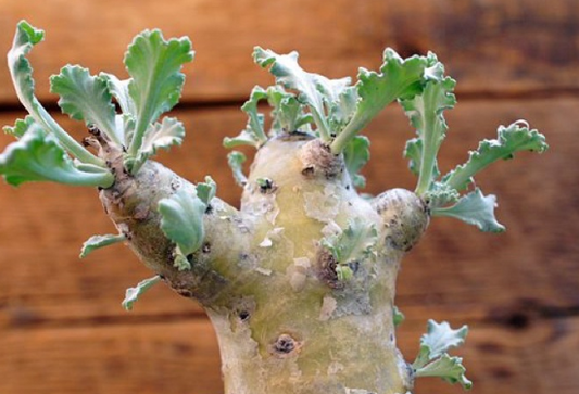 Pelargonium klinghardtense 4 Pieces Seeds