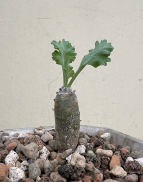 Pelargonium klinghardtense 4 Pieces Seeds