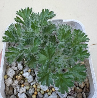 Pelargonium caroli-henrici 4 Pieces Seeds