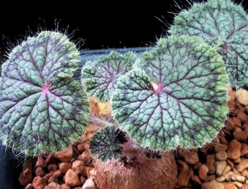 Pelargonium barklyi 4 Pieces Seeds
