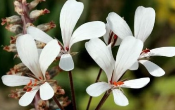 Pelargonium barklyi 4 Pieces Seeds
